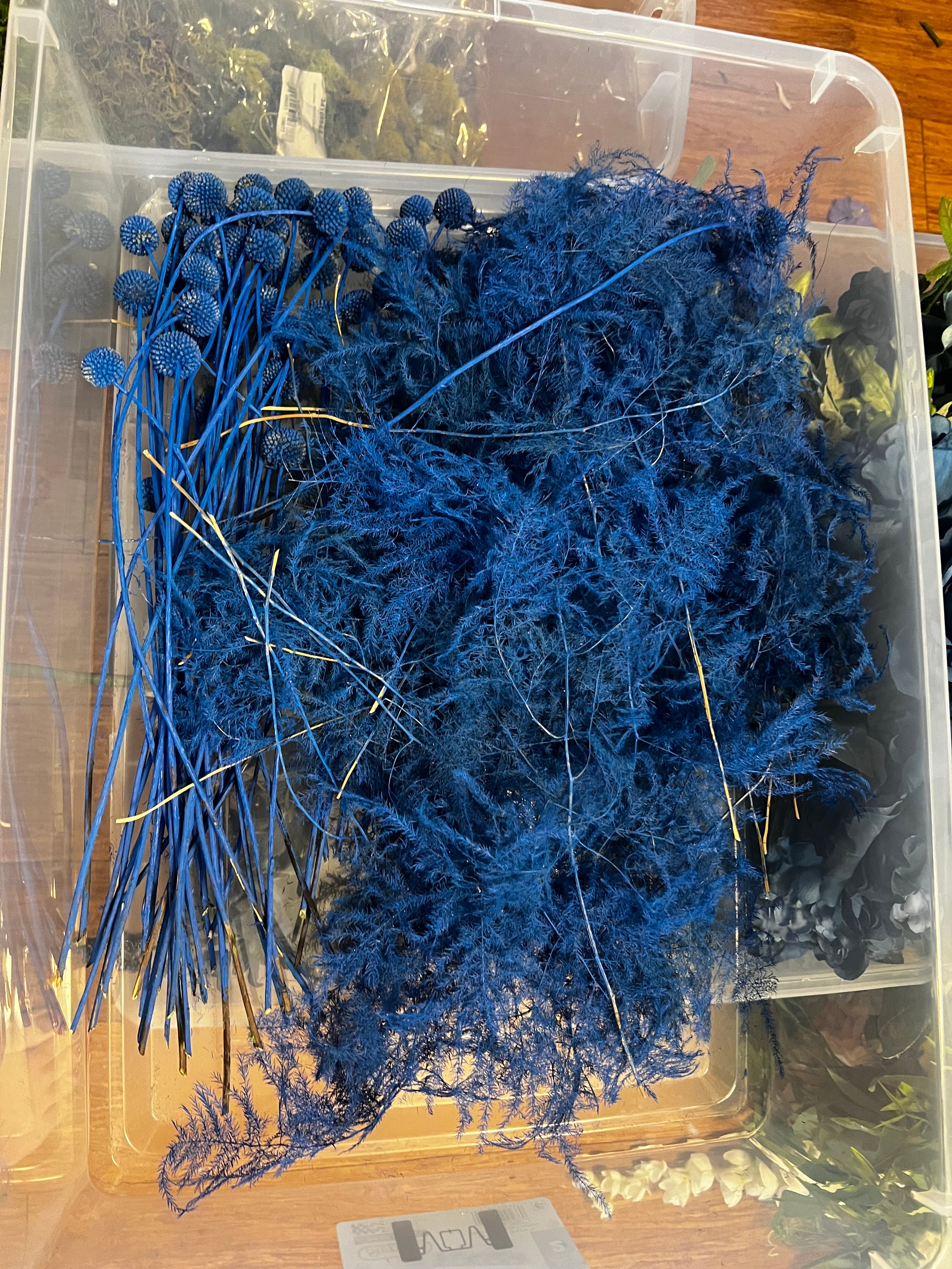 Box of preserved blue craspedia & plumosa